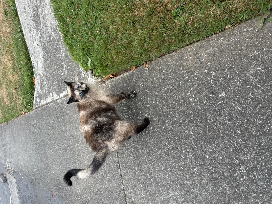 Found Cat