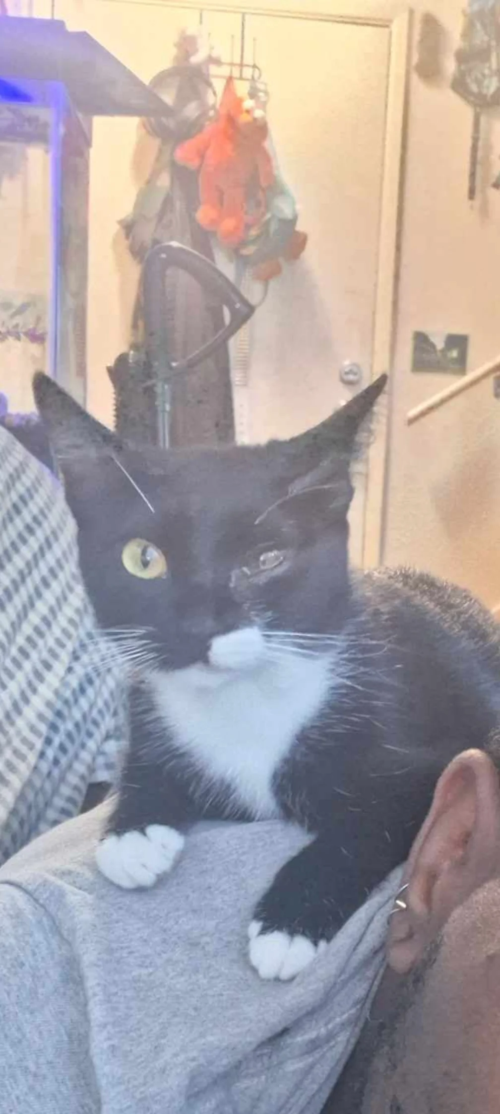 Lost Cat