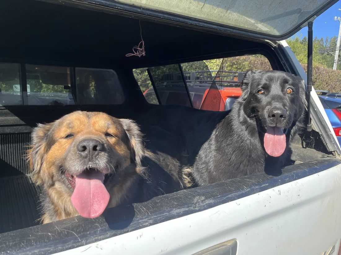 Found Dog