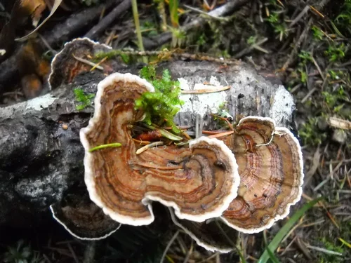 Trametes versicolor