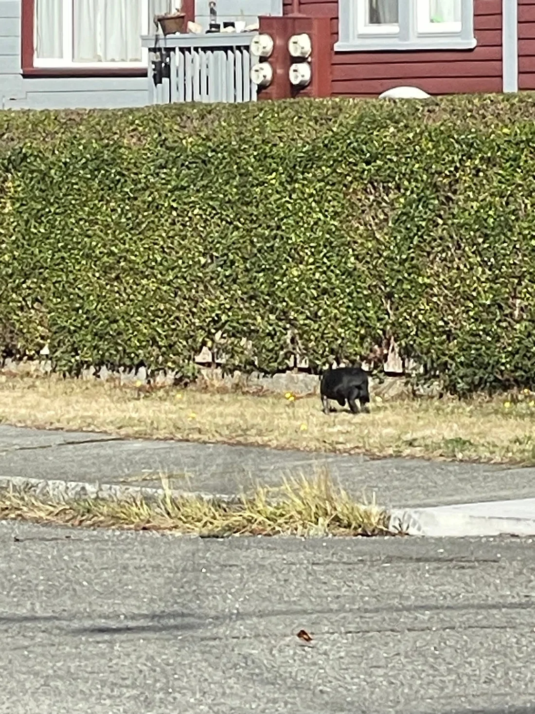 Found Dog