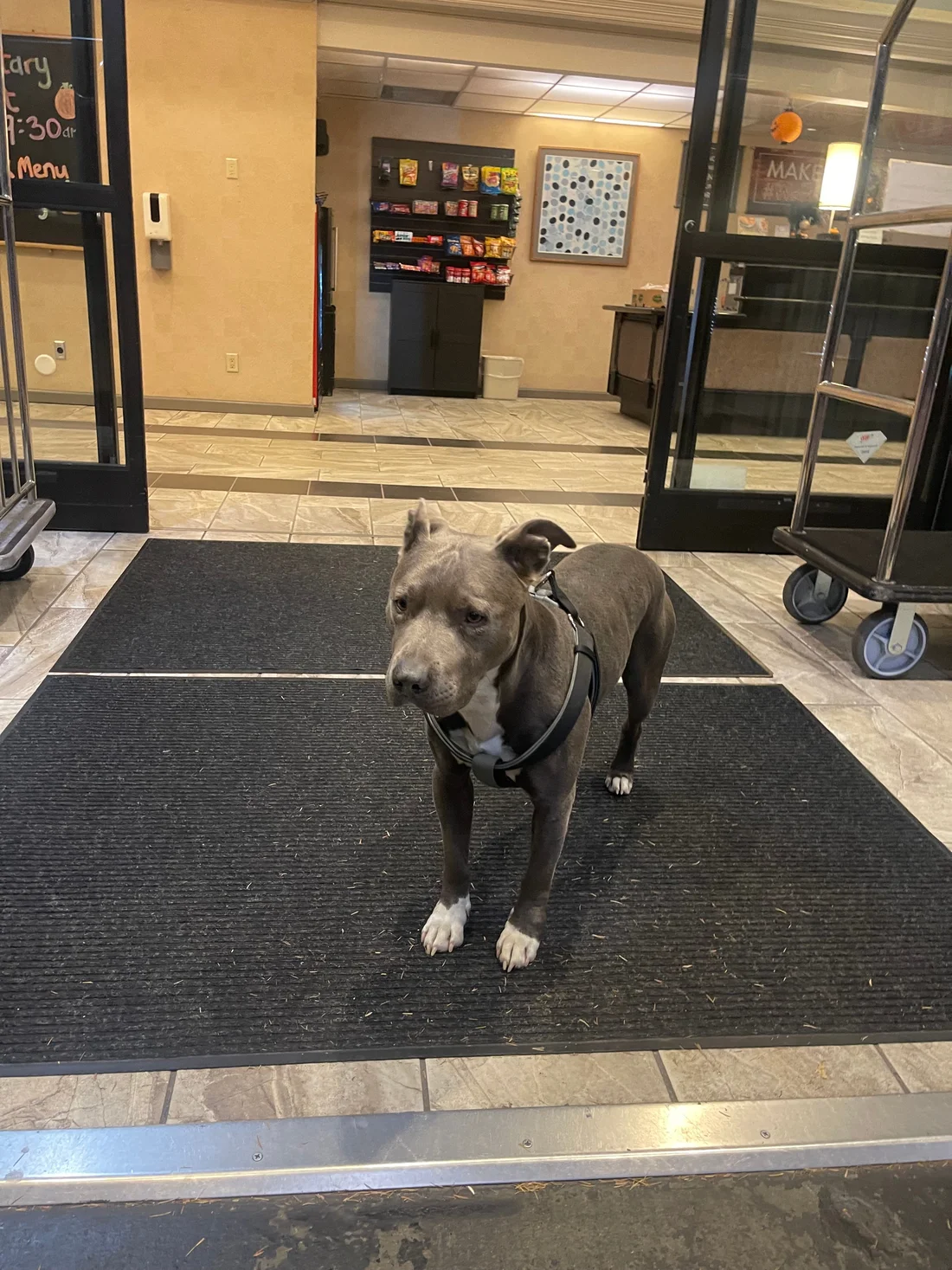 Found Dog