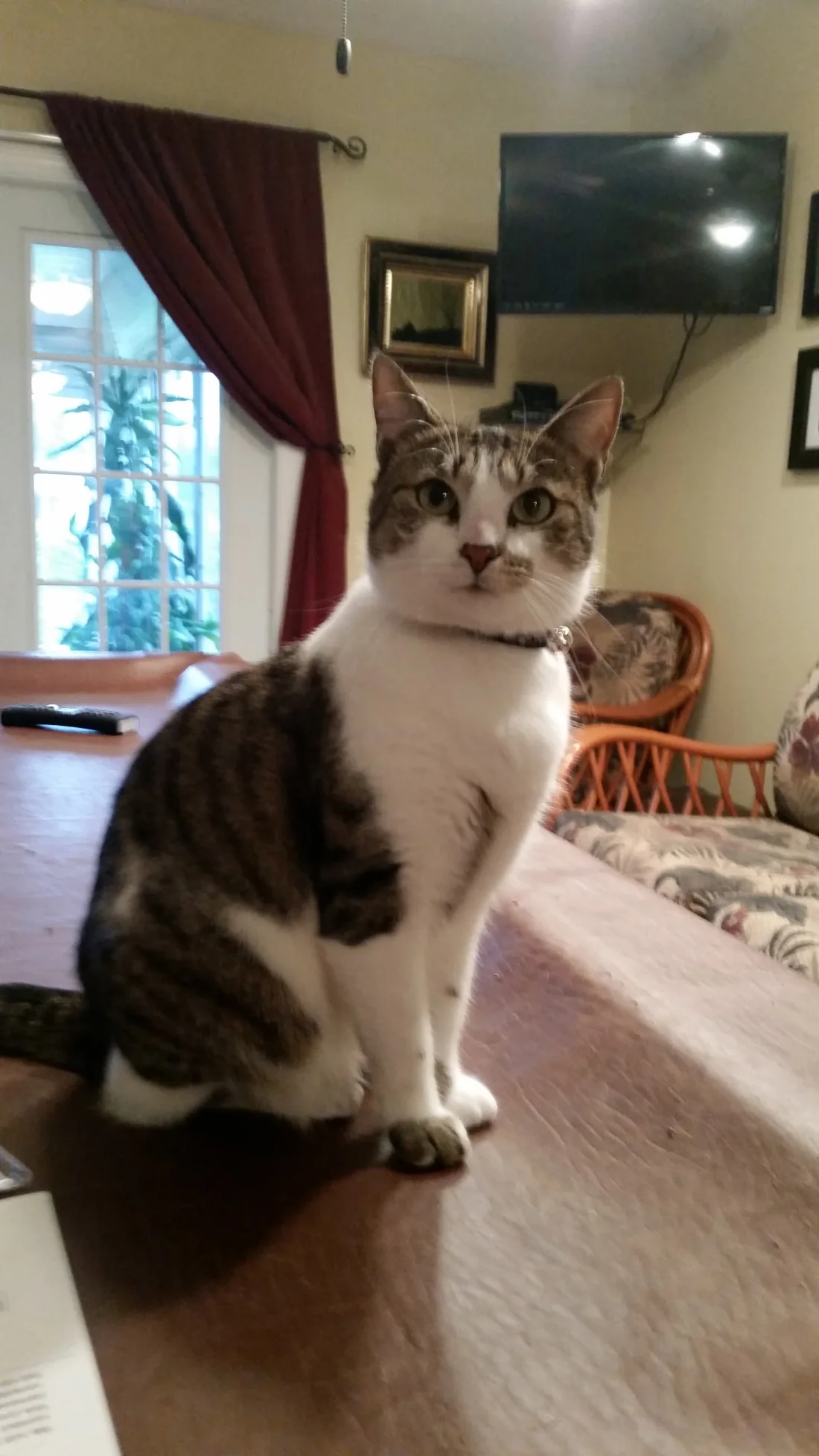 Lost Cat