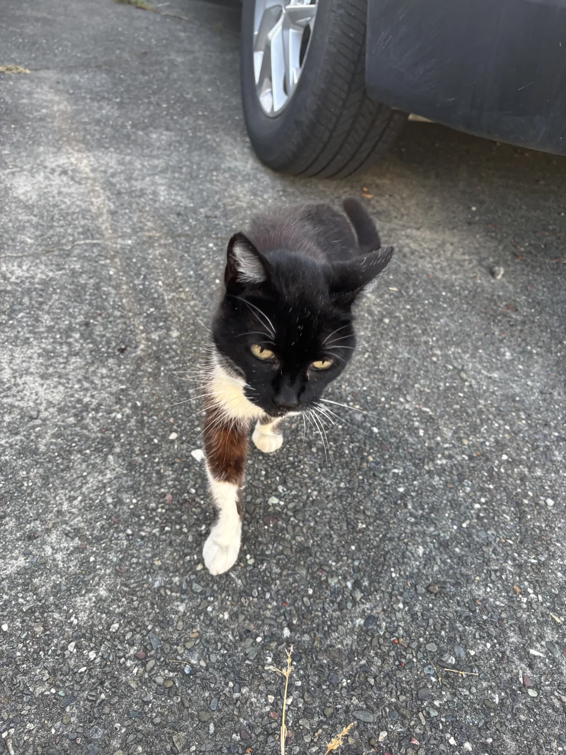 Found Cat