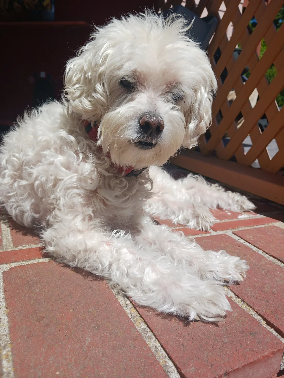 Lost Dog