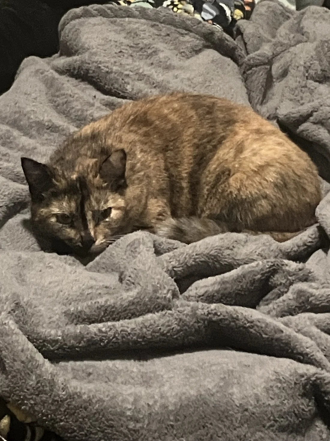 Reunited Cat