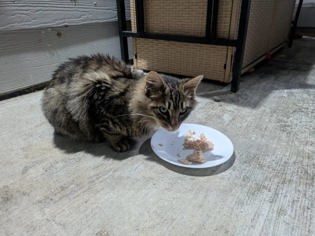 Found Cat