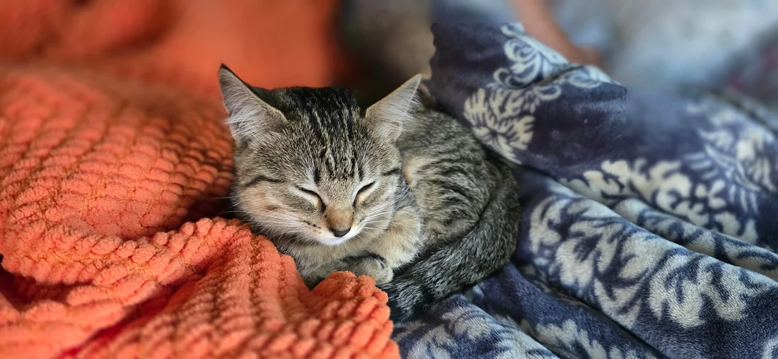 Lost Cat