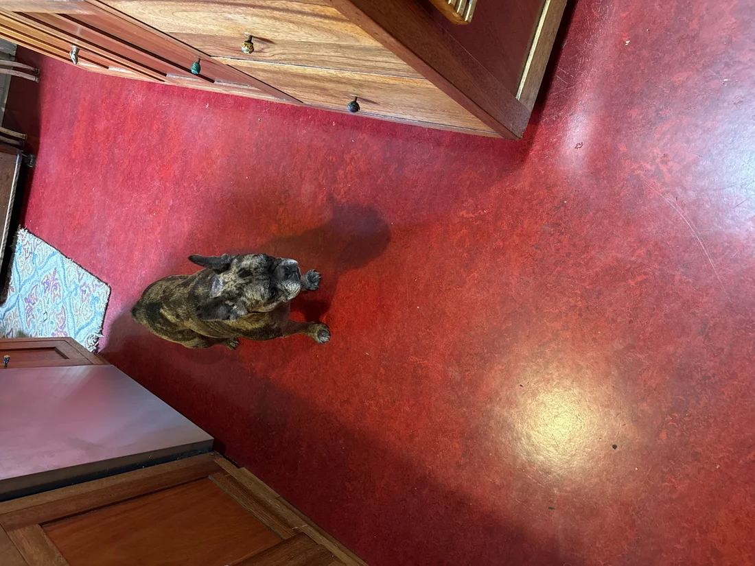 Found Dog