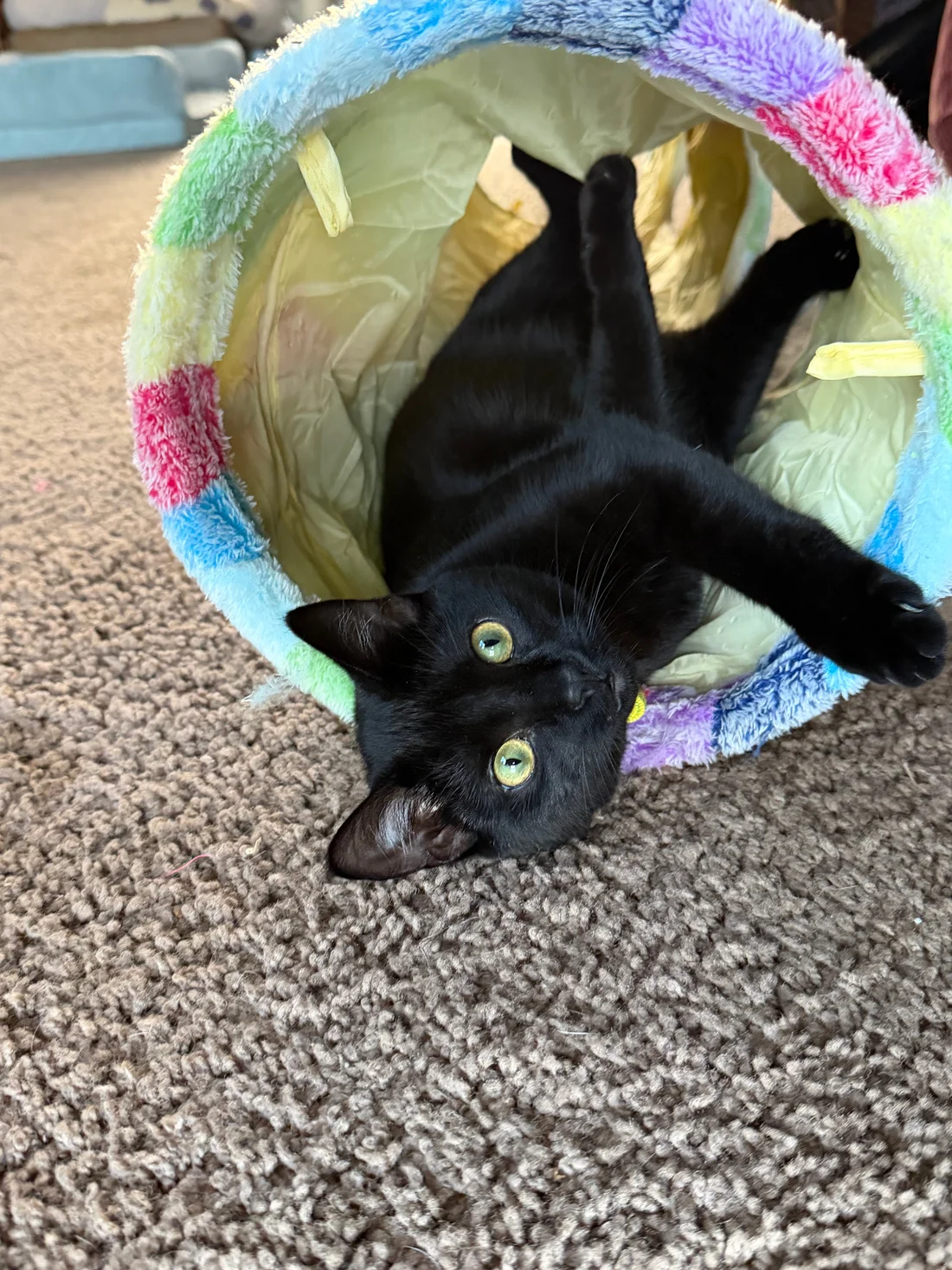 Lost Cat