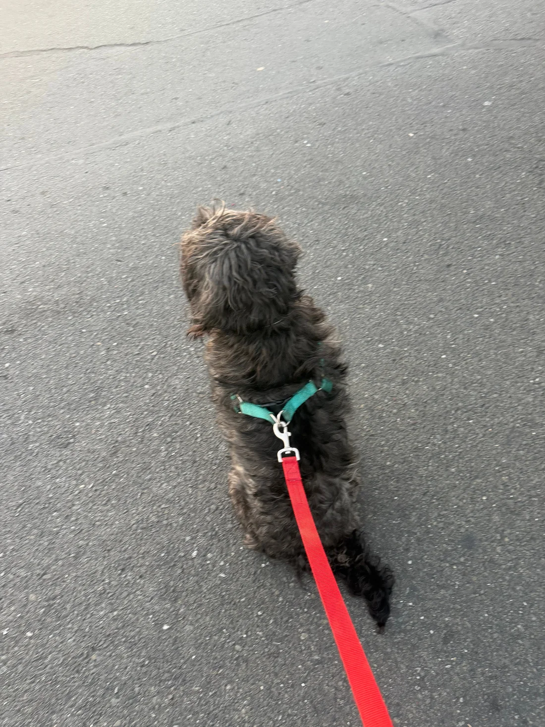 Found Dog