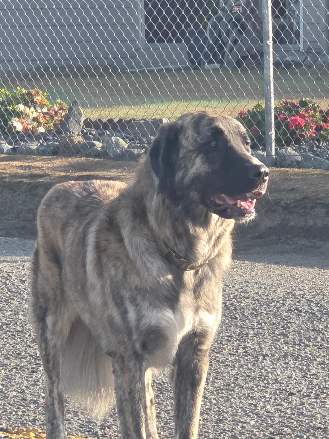 Found Dog