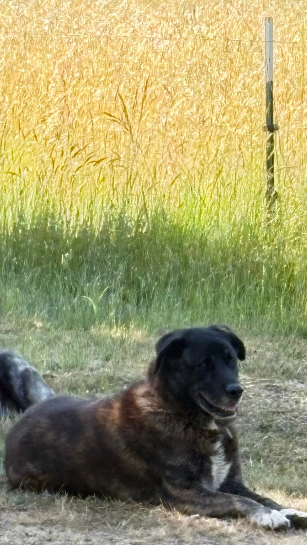 Lost Dog