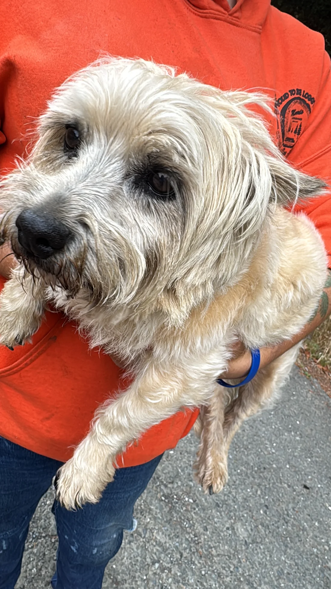 Reunited Dog