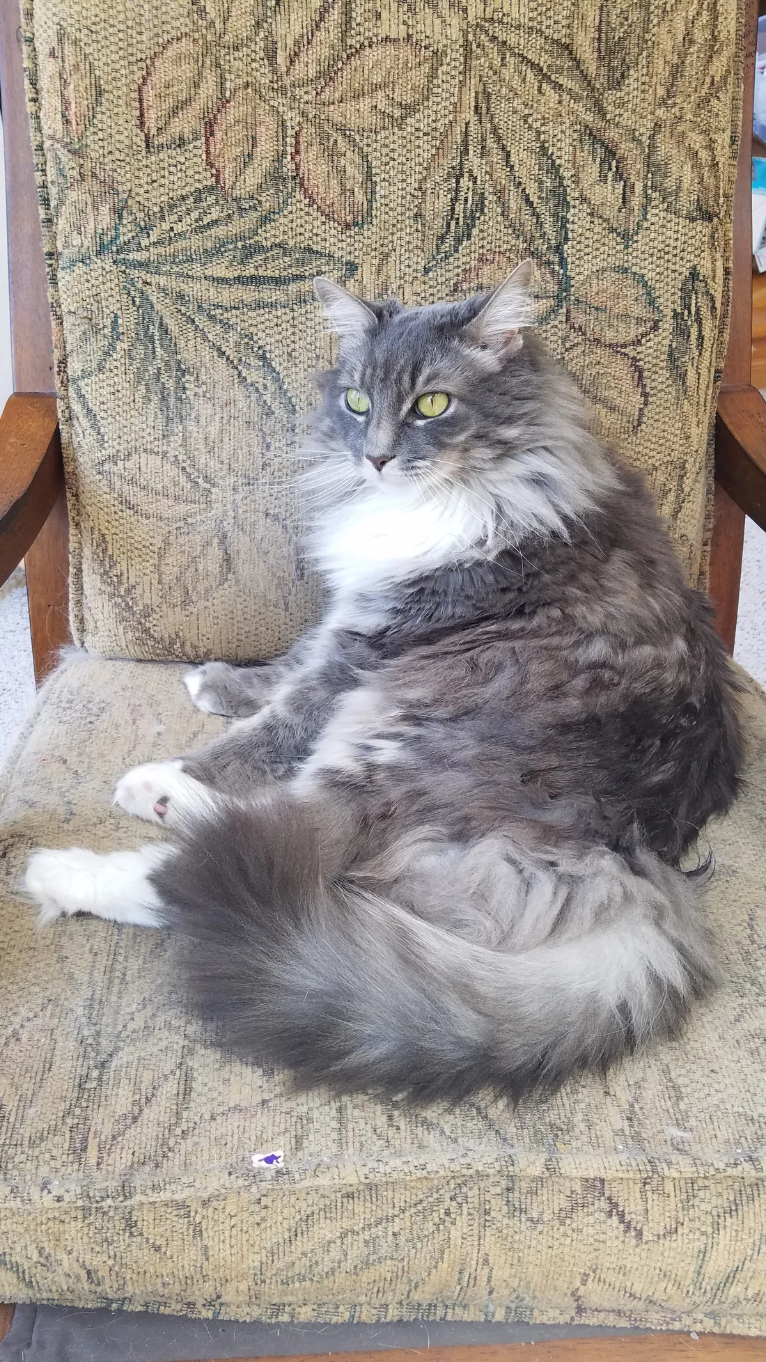 Lost Cat