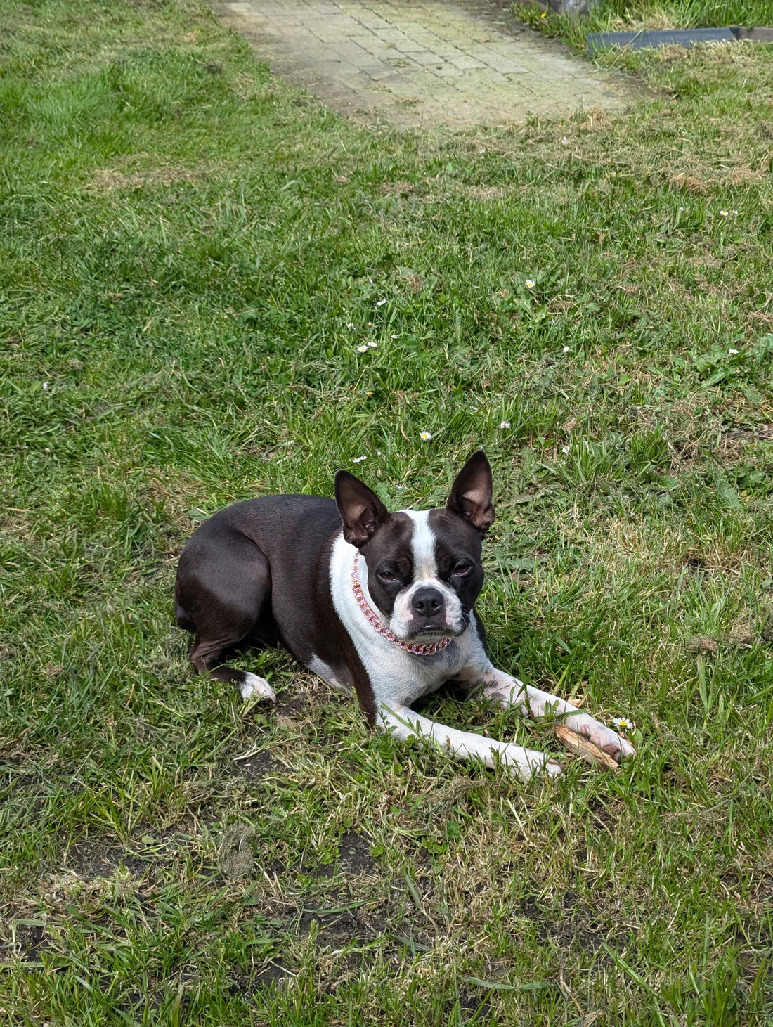 Lost Dog