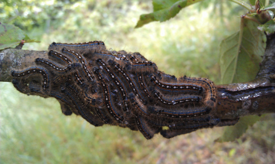 download army caterpillars