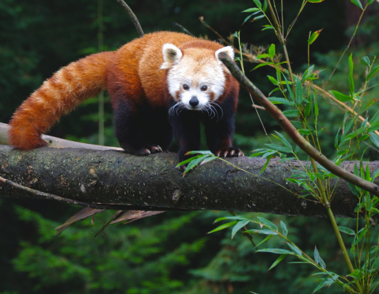 The Search for Masala: The Red Panda Hunt Continues | Lost Coast ...