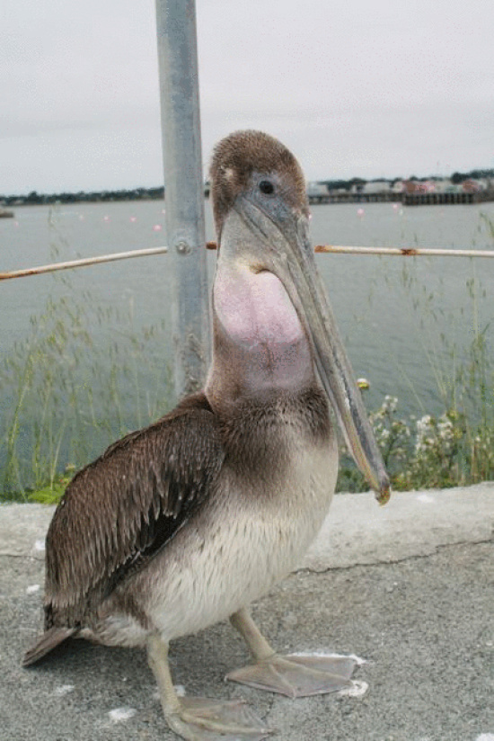 humboldt rescue birds