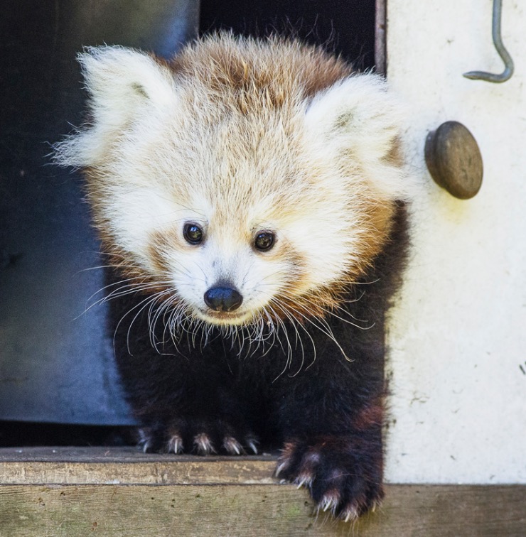 Here Is A List Of Baby Red Panda Names For You To Vote On Fuzzy - adopt me red panda roblox