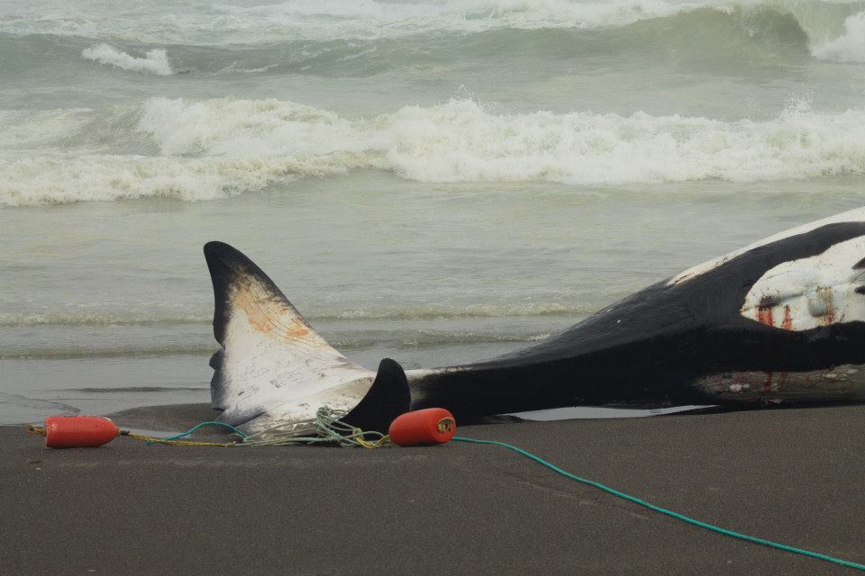 Researchers Part Out Fort Bragg Killer Whale Carcass for 