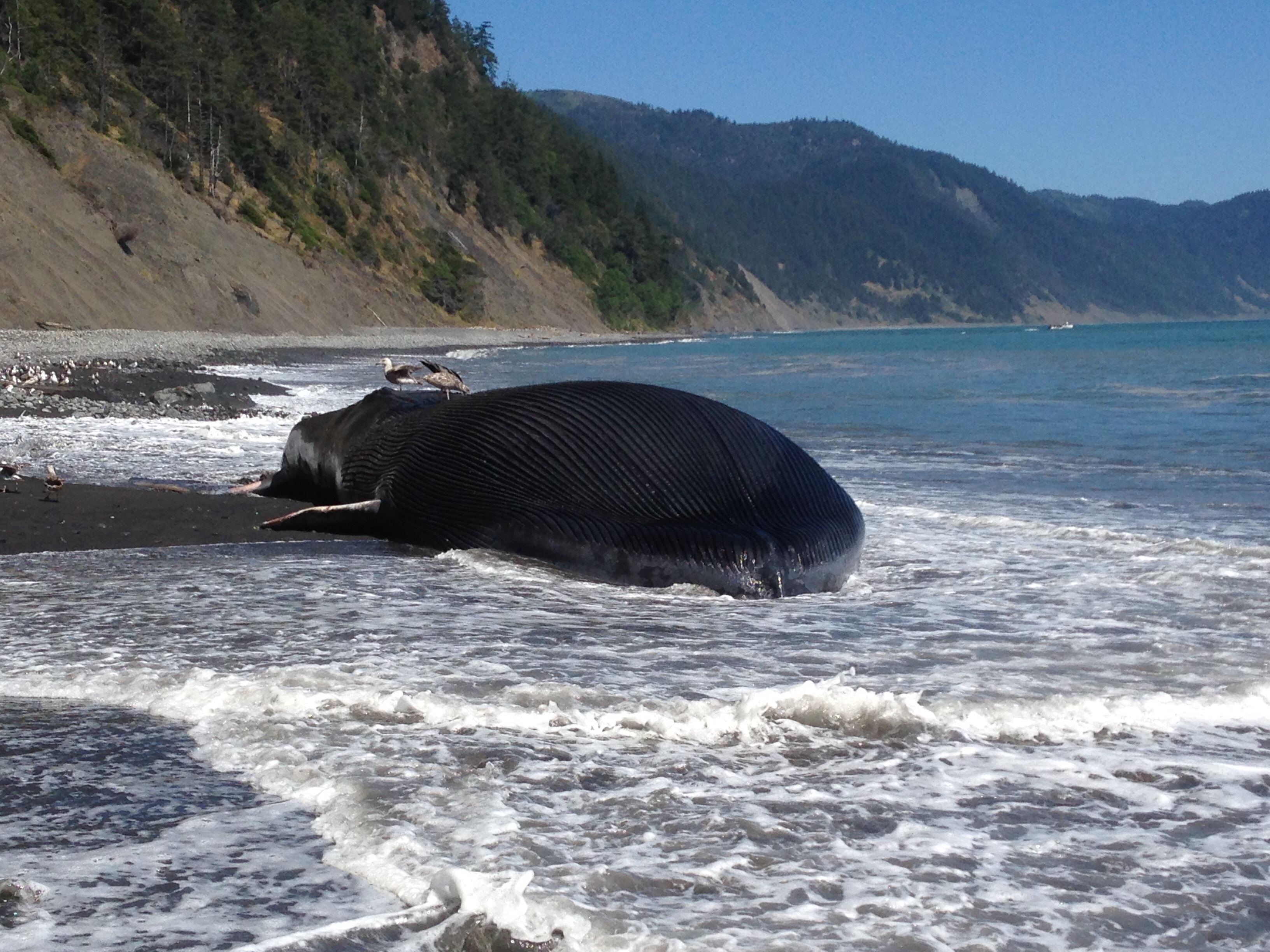 Lost Coast, The