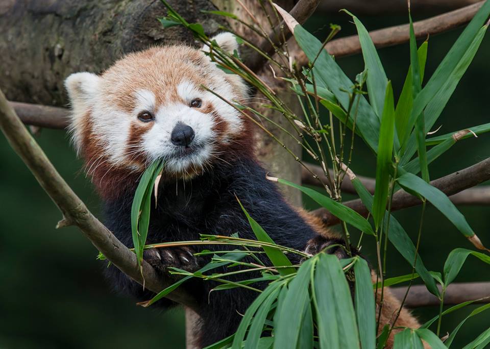 Red Panda Missing From Sequoia Park Zoo | Lost Coast Outpost | Humboldt ...